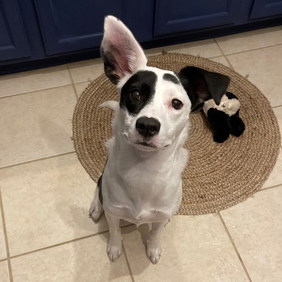 Meet your Posher, Tiffany - Picture 2 of 2